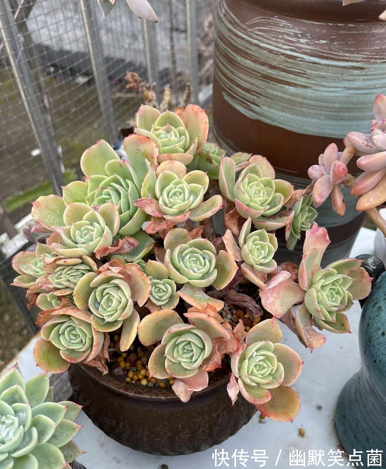 沐寒揽风，看几盆红绿肥瘦，等一春灿烂盛景