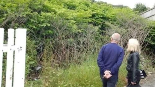 英国专家纳闷:这种植物我们花几十亿治理,为何中国却拿来赚钱?