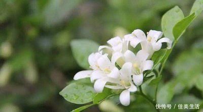 家里万万不要养这几种花,难怪身体越住越差,后悔察觉太晚了