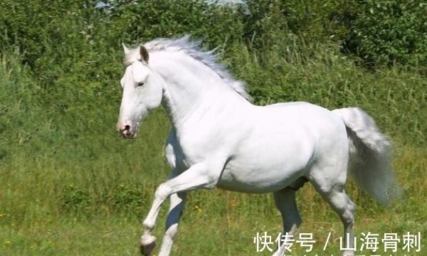 生肖|虎虎虎的最佳配偶，和他们做夫妻，婚姻苦尽甘来，幸福美满