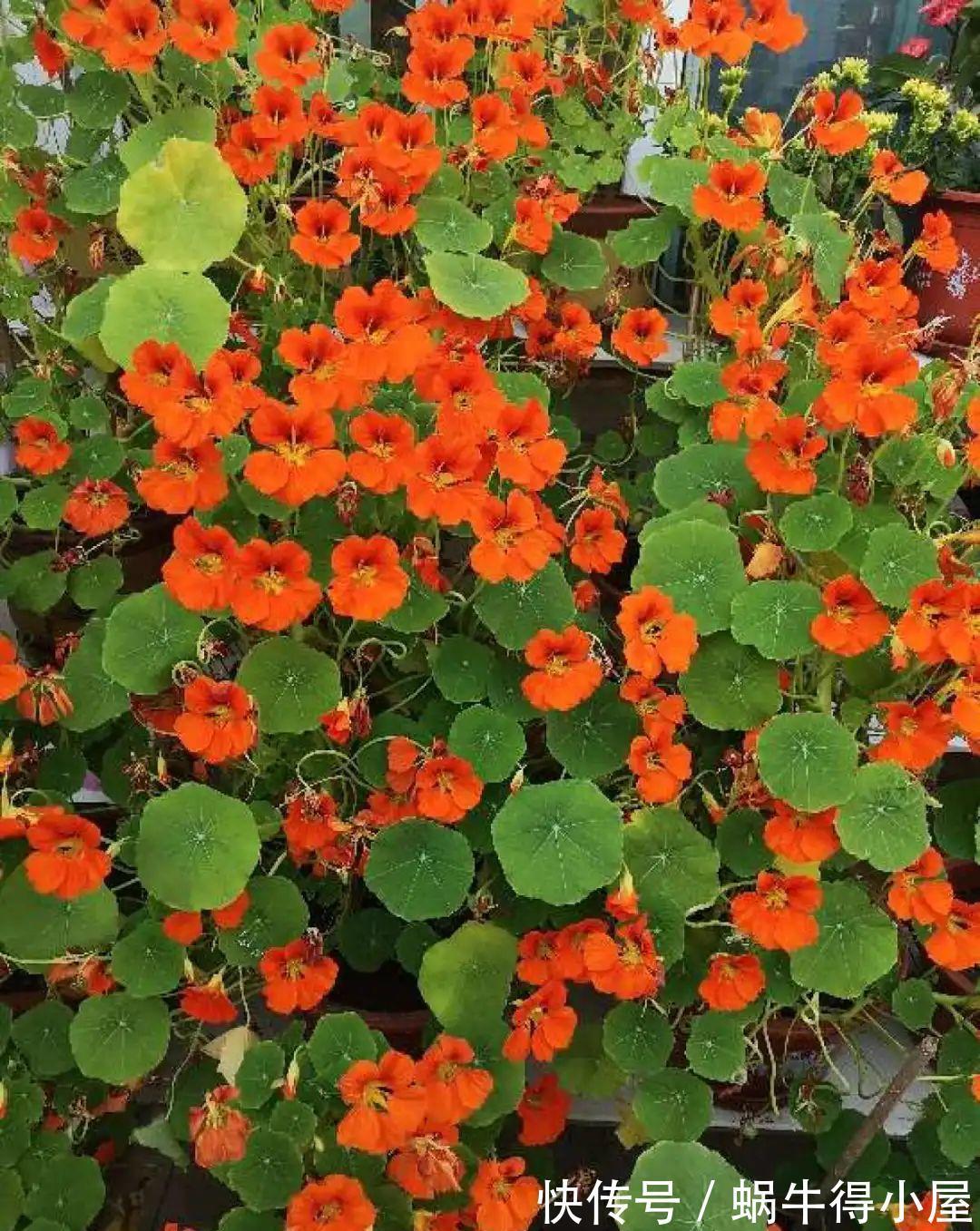 金枝玉叶|30℃以上,10种花就先别养了,买一盆死一盆,别怪我没提醒你