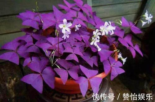 7种花,就得穷养,用破盆,少浇水,丢阳台,越长越旺