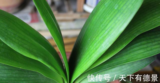 根系|君子兰出现烂根,不要太着急,3种情况分别处理,根系重新长出来