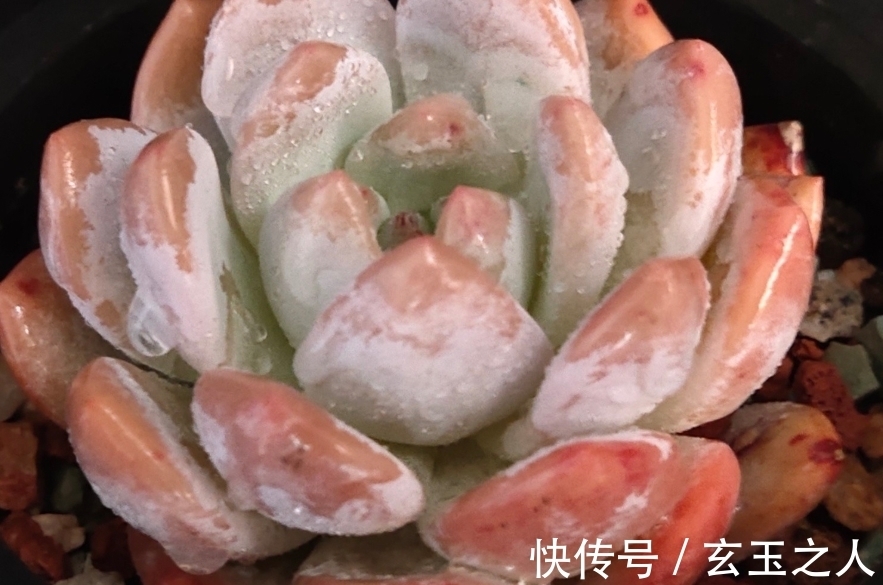 景天科多肉常见入手问题,也许您可能会遇到,来看看是些什么吧