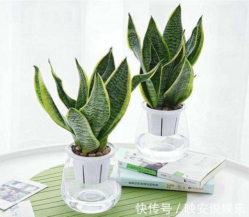 养护|多肉怕水不敢浇水养这几个品种,喜水可以水培,长得真旺