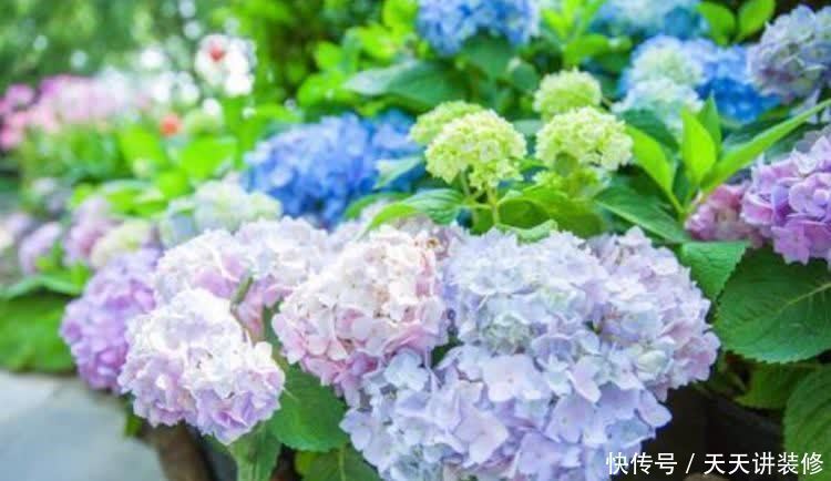 正月二十六,家里养上4种花,寓意财源滚滚来,你家有吗?