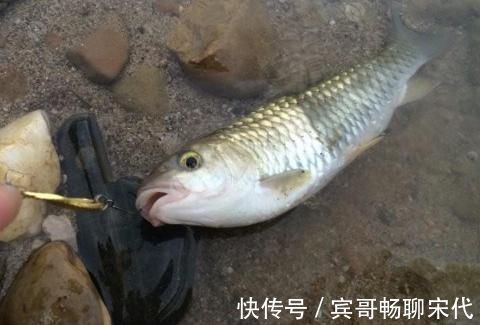 黄娟鱼|神似草鱼爱吃肉,个头不大力气大,背上还藏倒刺,被称为淡水之王