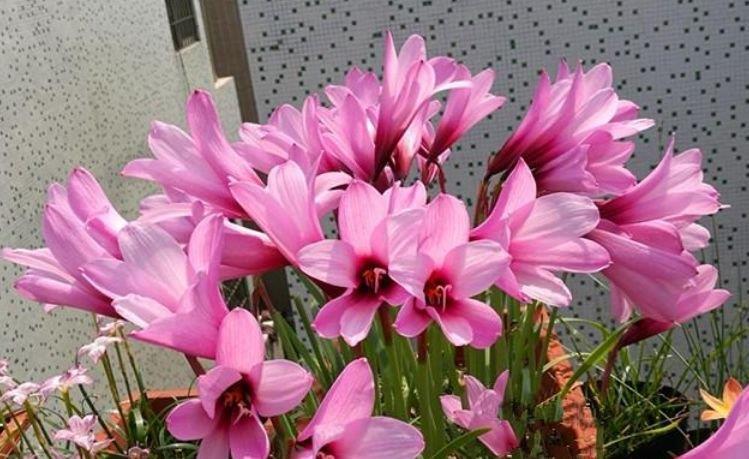 4种花深受花友的喜欢,不仅花好看,名字也好听,尤其第2种!