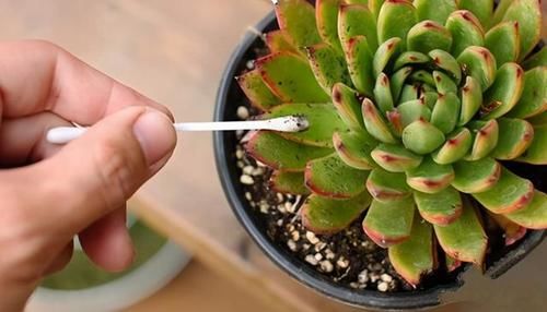 春天养多肉，3月“四预防”，多肉长得精神，“无病无虫”状态棒