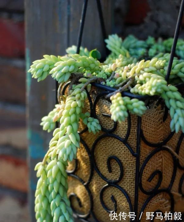 叶子|这种多肉吊起来养,所谓像一串串葡萄一样,美爆了