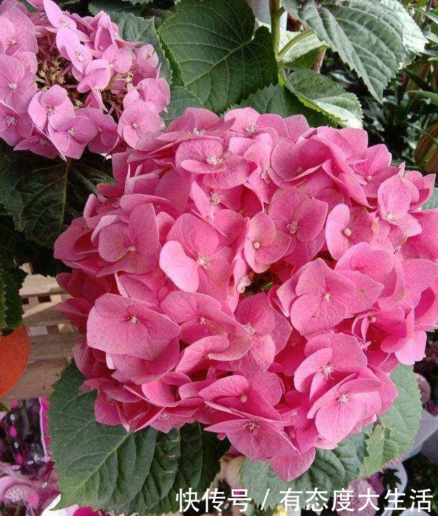 4种花,现在赶紧施肥,否则一年都不开花!