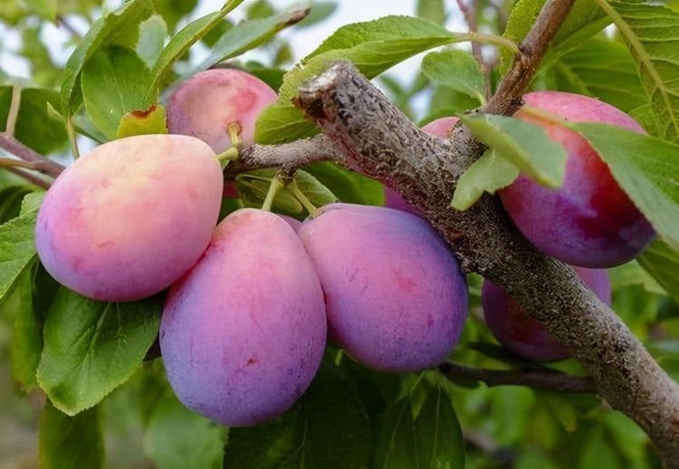 女性不想滿臉皺紋，推薦常吃3種食物，營養(yǎng)豐富、滋補身體！