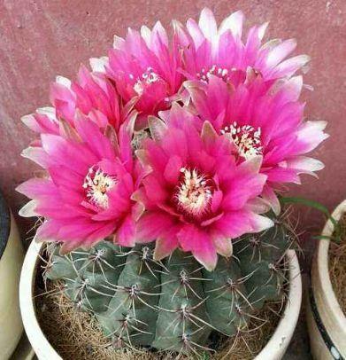 几款花卉超美的,全年开花不停,花朵烂漫迷人