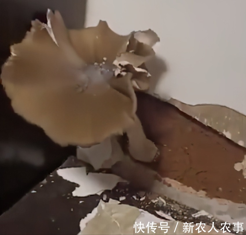 稀罕事|卧室墙上长鸡枞,“菌子王国”云南的又一稀罕事,网友:天降美食