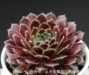 10款紫色系多肉,高贵梦幻,养一盆“紫气东来”,总有你喜欢的!