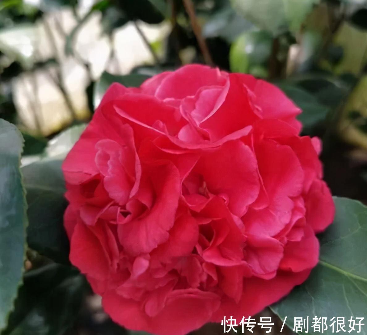 忘了月季吧，此花更好看，皮实又耐寒，香味清新惹人爱