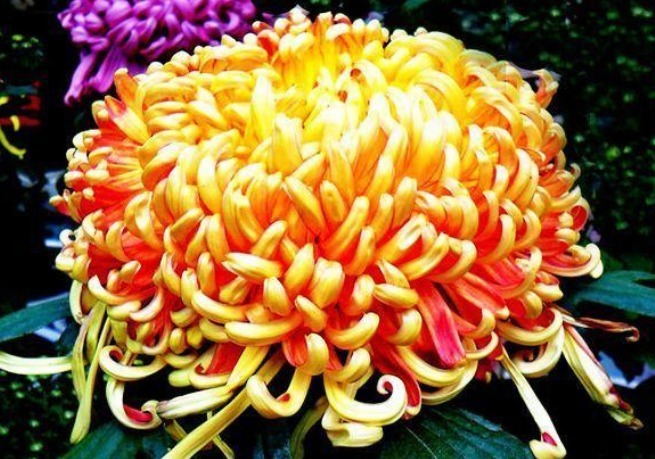 喜欢菊花，不如养盆“稀世名菊”，似燕舞莺歌，色泽艳丽，美爆了