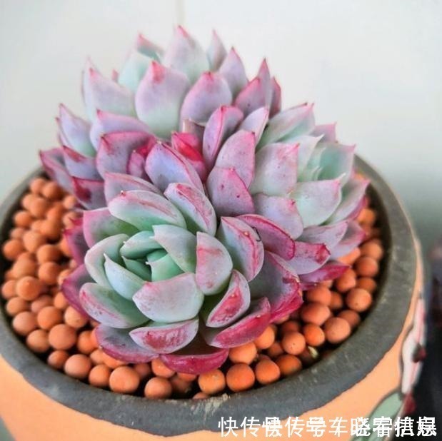 肥料|阳台养多肉，记住“4要点”，照样养出美美的多肉！