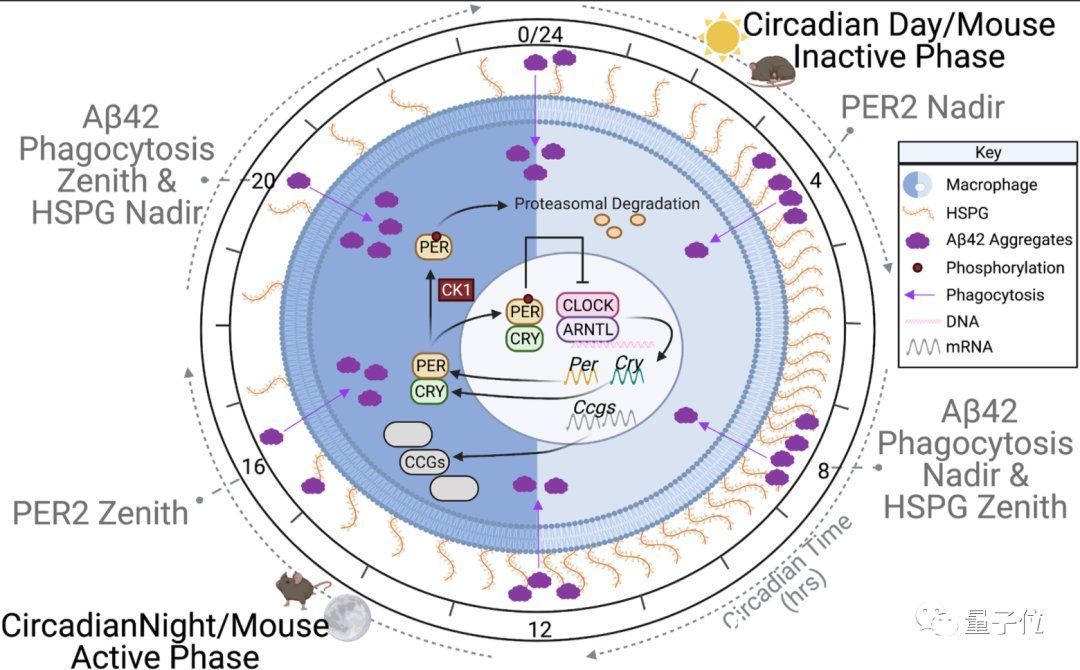 巨噬细胞|未老先呆，这锅熬夜要背：生物钟影响阿尔茨海默症的机制被发现
