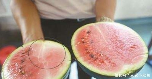 上文中|打了激素的西瓜,你知道怎样辨别吗?不妨留心几点