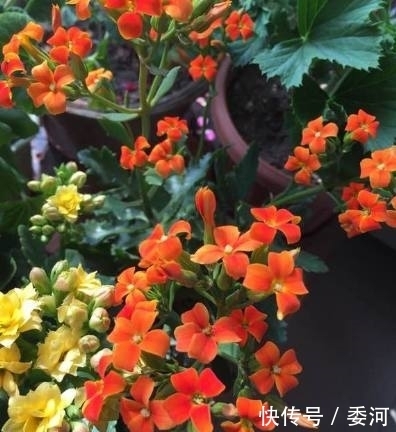 一瓶醋就能治花病,几大功效,还不会担心把花养死了,不妨试试