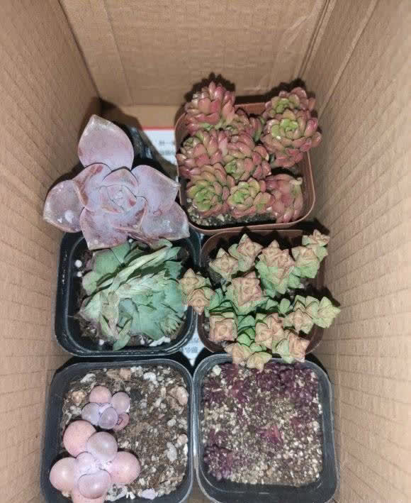 网购多肉不发根,半死不活,重新修理根系,拿到水里泡一泡
