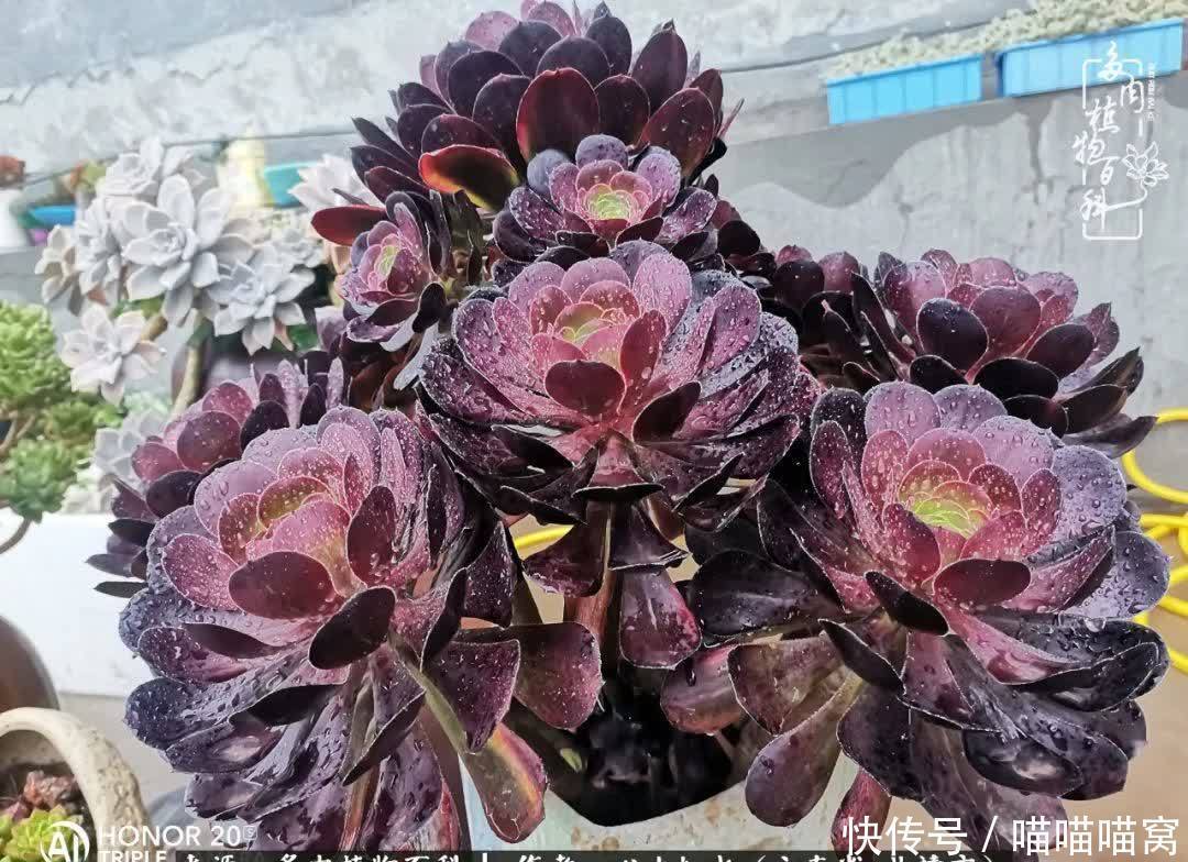 多肉|你是爱,是暖,是希望,你是人间四月天!