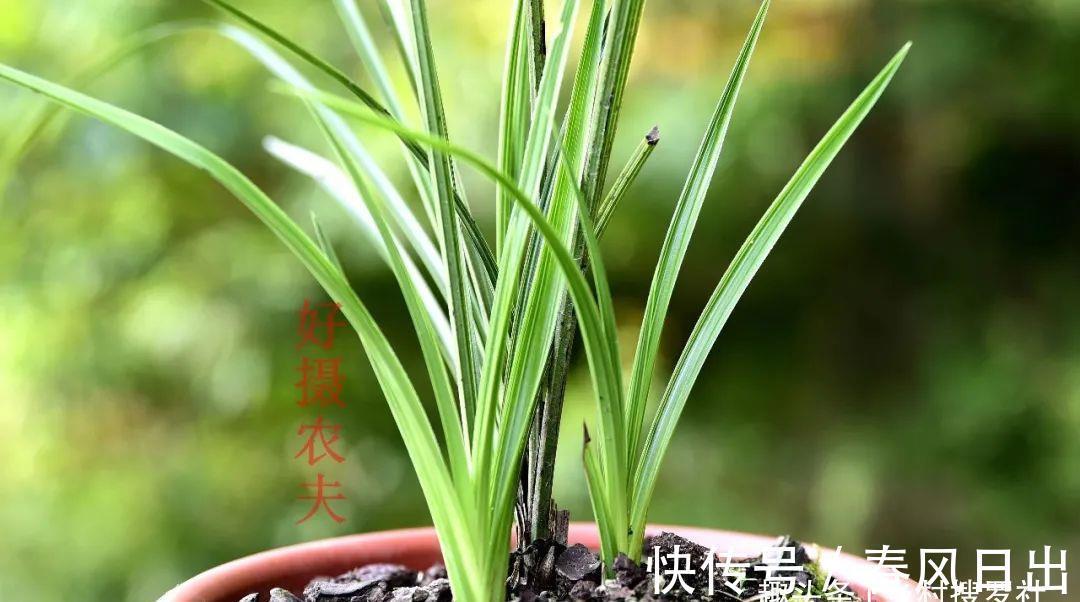 浇水|新手养兰花,别再这样浇水了!