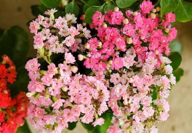 扦插最佳时期到了,有这花赶紧插,沾土就能活!