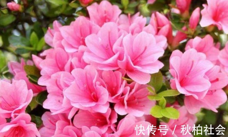 4种花超漂亮,个个美出状态,简单养护就能长得旺,花美心情好!