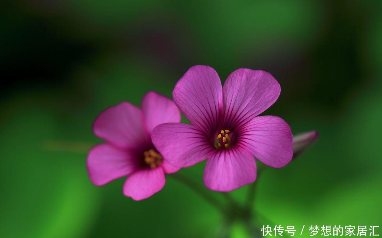 酢浆草之前是野花,现在摇身一变招人喜欢,叶片是心形开花超多