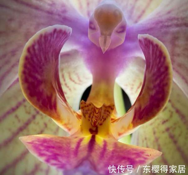 花儿|这些带着面孔的花儿,简直是花卉界的奇葩!奇花异草