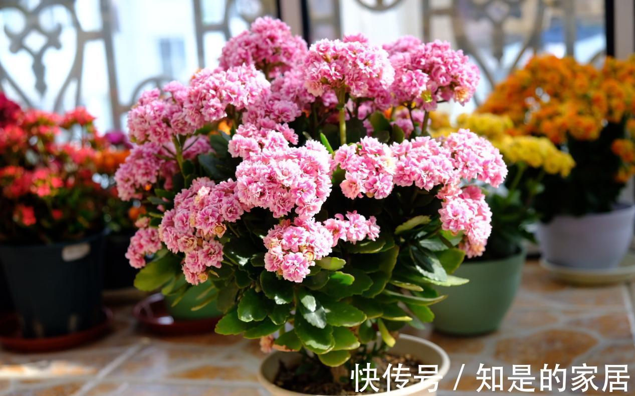 喜欢养花,盆栽这6种植物得先“摸底”,弄清楚它们喜欢什么