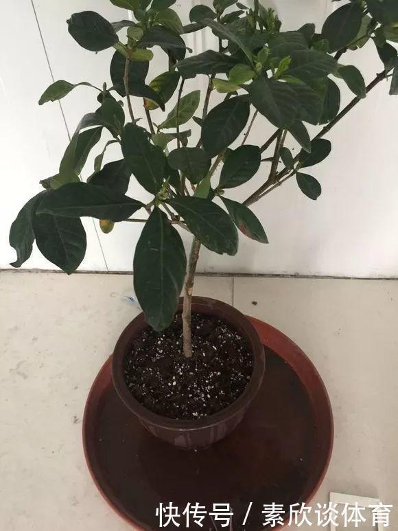 栀子花最怕它,碰上就没救,再上心都养不活!