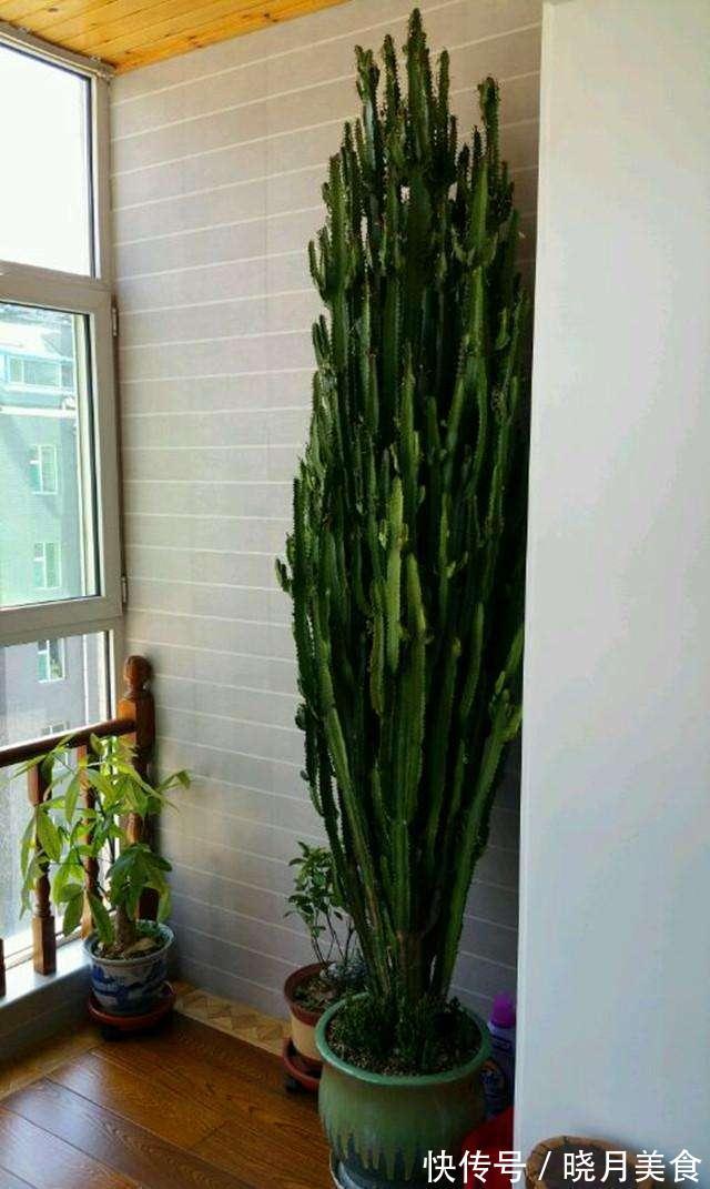 7种大型花,建议在客厅养一盆,吸废气制氧气,还有旺家的好寓意