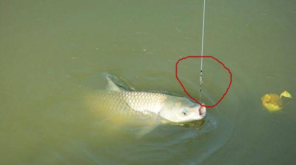 鱼钩|野钓如何运用长短子线,以及子线粗细选择的一些方法