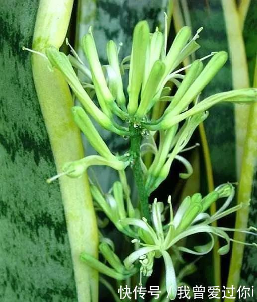 养芦荟、虎皮兰,这样“配土”,3年不换盆,叶片水灵,长势旺