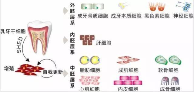 咸鱼翻身|越来越多父母为孩子储存乳牙,爸爸妈妈们,可别再扔掉它