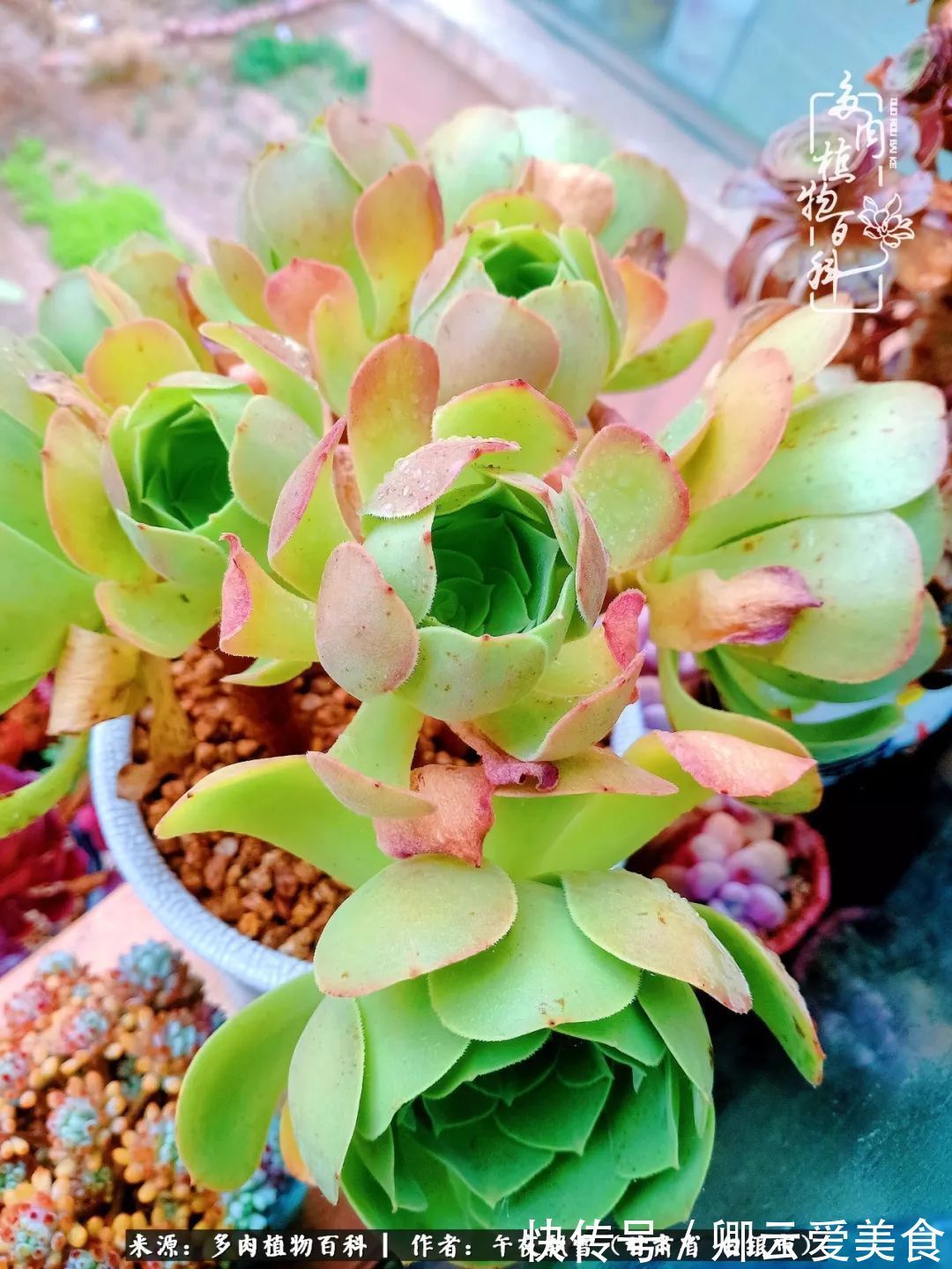 久在晴冬等雪来——北方阳台党的多肉成长历程!