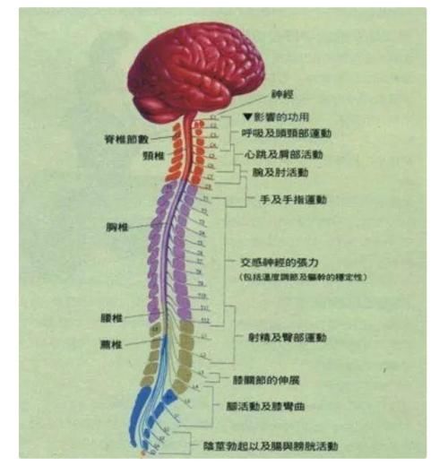 横突|颈椎，为何为“百病之源”！颈椎病分10级，超过2级就要注意了
