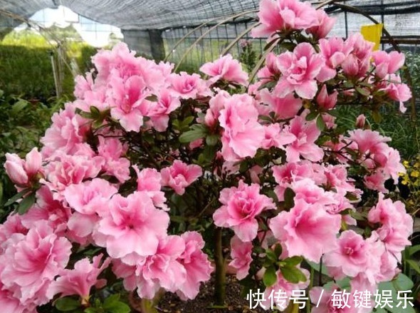 大叔一盆杜鹃养6年,花开爆盆太美丽,大家都问他给花喂了啥