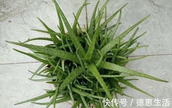 风信子|这16种花冬天越浇越死，3个月不管，反而长高个