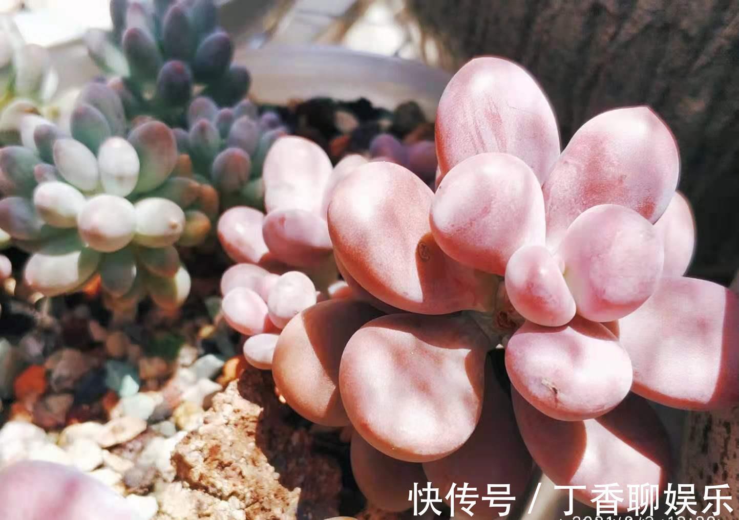 多肉|此8种多肉夏天不怕晒,反而越晒越好看,资深肉友都喜欢养