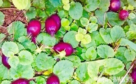 泡水|女性不想得子宫病，用它泡水喝，痛经没了，排毒补血，远离妇科病