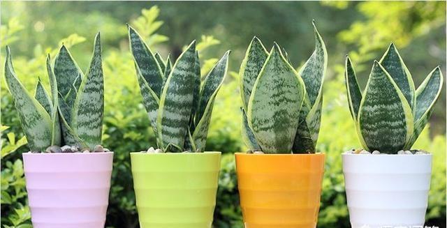 无根“虎皮兰”,上盆简单,2样东西一掺,毛根嗖嗖长,叶子高大