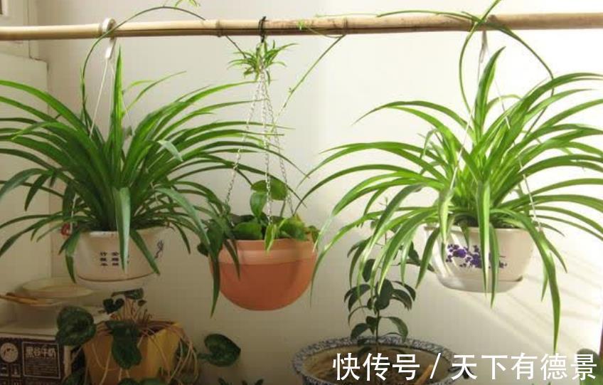 长势|养吊兰只会这一招，难怪叶尖发黄长势差，赶紧改正四季油绿