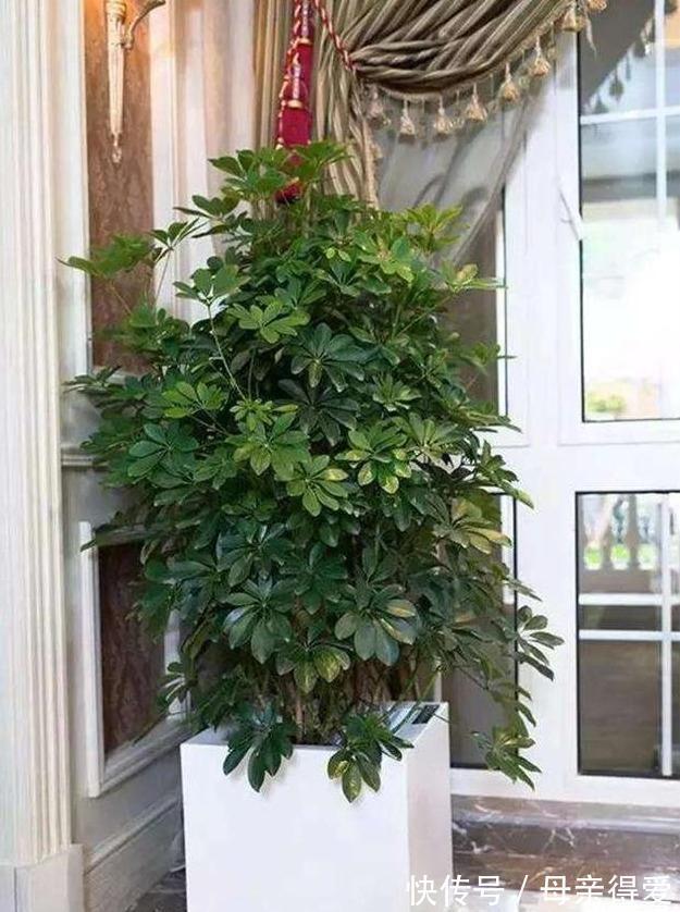 叶片|客厅见树,十家九富,6种富贵树,随便养一盆,子孙一直富