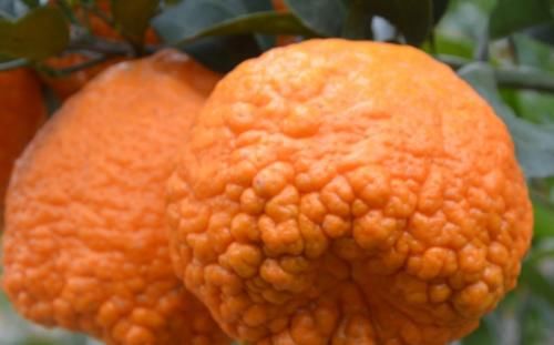  丑橘的梗|行家教你挑选丑橘，学会这几招，挑到又甜又多汁的丑橘