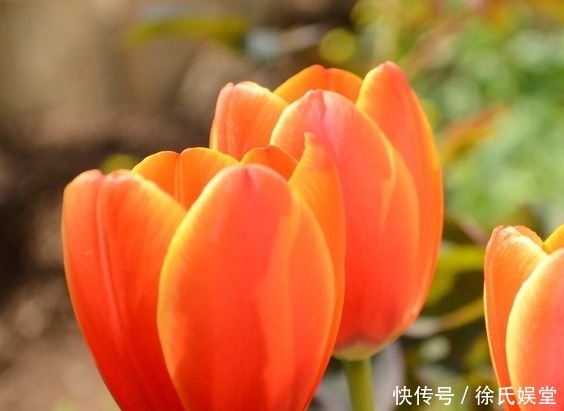活力|此花带给人活力与希望,透露出一种轻松宁静,象征着长久的爱情
