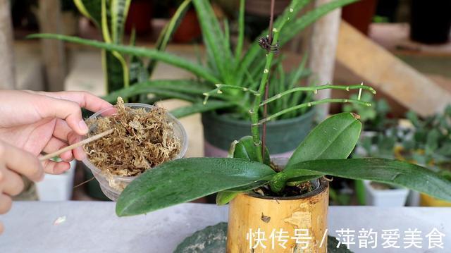 花盆|蝴蝶兰开败了？丢了就是扔钱，3个要点做好，来年蝴蝶花满屋